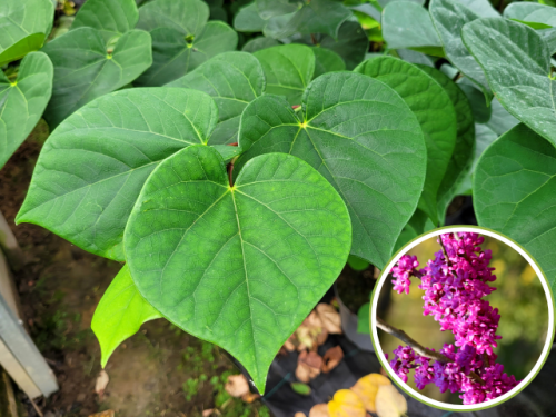 Chinesischer Judasbaum Avondale -  Cercis chinensis Avondale