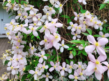 Clematis montana Rubens - Anemonenwaldrebe