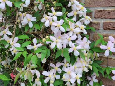 Clematis montana Rubens - Anemonenwaldrebe