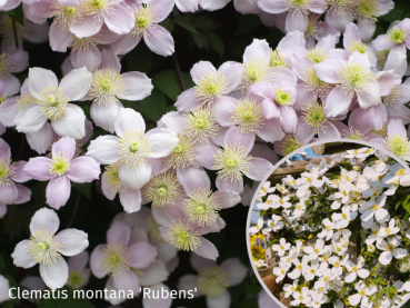 Clematis montana "Rubens" - (Anemonenwaldrebe),