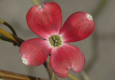 Cornus florida Cherokee Chief Amerikanischer Blumen-Hartriegel Cherokee Chief