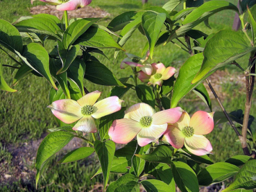 Blumen-Hartriegel Stellar Pink -  Cornus rutgersensis Stellar Pink