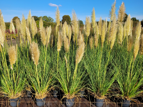 Cortaderia selloana 'Evita' ®