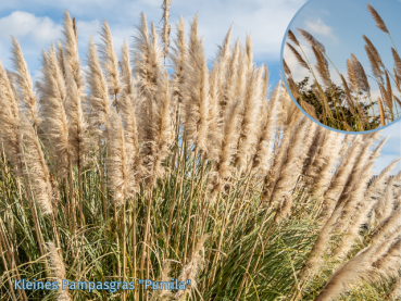 Cortaderia selloana "Pumila" - (Kleines Pampasgras "Pumila"),