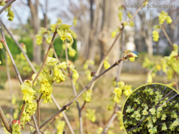Corylopsis pauciflora - Niedrige Scheinhasel