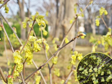 Corylopsis pauciflora - (Niedrige Scheinhasel),