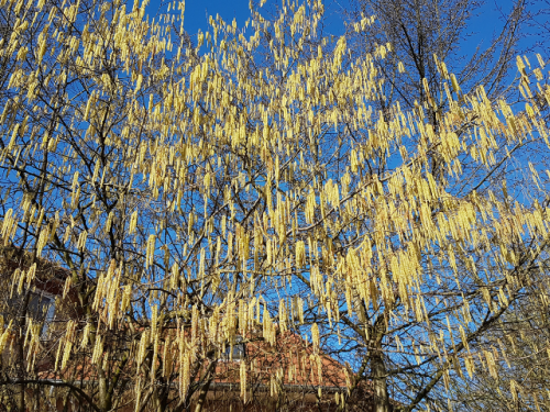 Haselnuss - Corylus avellana
