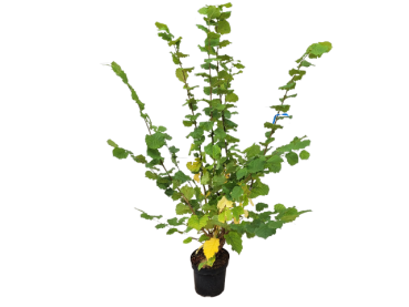 Corylus avellana - (Haselnuß),                Topf 7,5 Liter                 100-150 cm