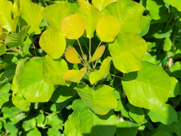 Gelber Perückenstrauch Golden Lady - Cotinus coggygria Golden Lady