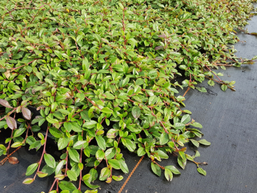 Cotoneaster dammeri radicans - Teppichzwergmispel