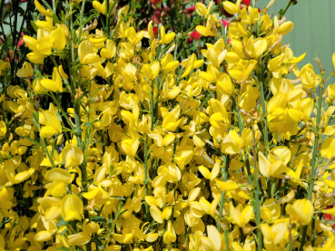 Cytisus praecox "Allgold" - (Elfenbeinginster "Allgold"),