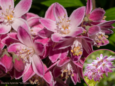 Deutzia hybrida Strawberry Fields Sternchenstrauch Erdbeerduft Deutzie