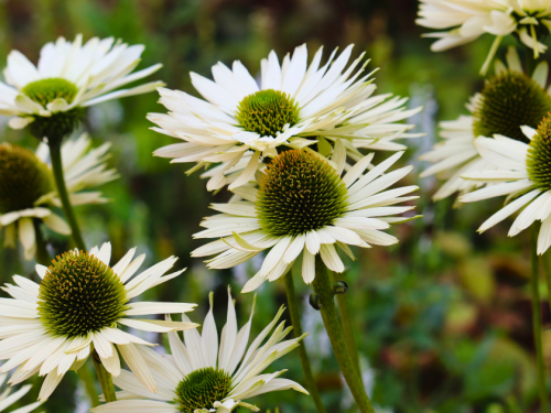 Sonnenhut Echinacea purpurea Alba
