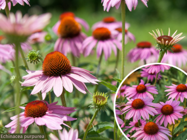 Roter Sonnenhut echinacea purpurea