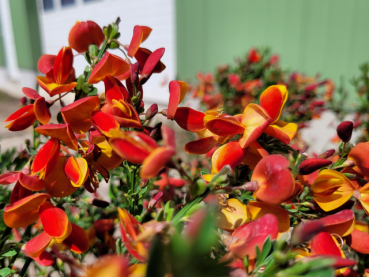Cytisus scoparius Lena - Edelginster Lena