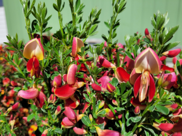 Cytisus scoparius Roter Favorit - Edelginster Roter Favorit