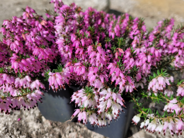 Erica carnea "Rubinteppich" - (Schneeheide "Rubinteppich"),