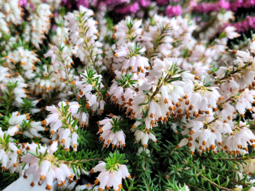 Erica carnea "Snow Queen" - (Schneeheide "Snow Queen"),