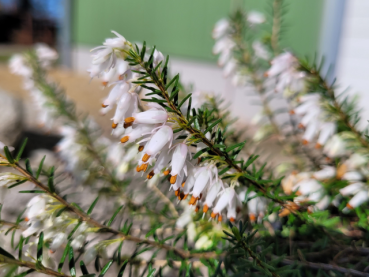 Erica carnea "Springwood White" - (Schneeheide "Springwood White"),
