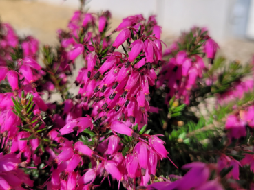 Erica carnea "Vivelli" - (Schneeheide "Vivelli"),