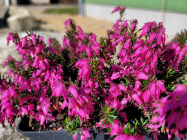 Erica carnea Vivelli