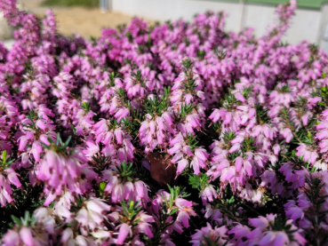 Erica carnea "Winter Beauty" - (Schneeheide "Winter Beauty"),