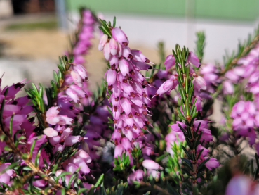 Erica darleyensis "George Rendall" - (Winterblühende Heide "George Rendall"),