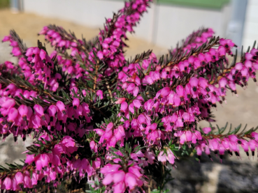 Erica darleyensis "Kramer's Rote" - (Winterblühende Heide "Kramer's Rote"),