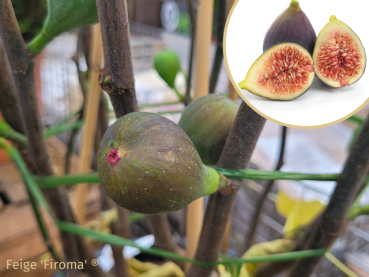 Ficus carica Firoma ® - (Feige