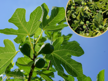 Ficus carica Firoma ® - (Feige