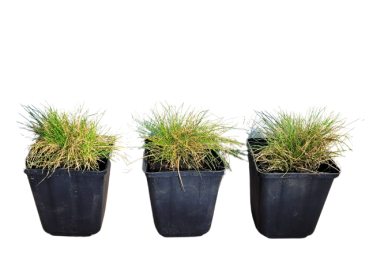 Festuca gautier  - (Bärenfell-Schwingel), Topf