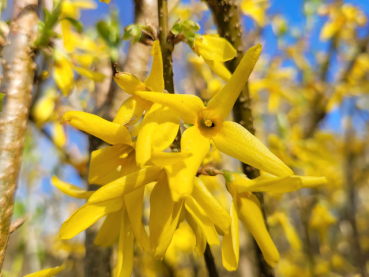 Forsythia "Lynwood" - (Forsythie),