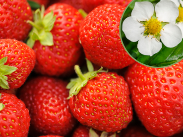 Fragaria ananassa "Honeoye" - (Erdbeere Honeoye),