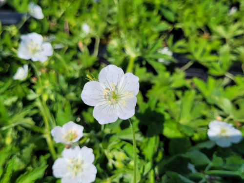 bodendecker Geranium macrorrhizum 'Album' - Balkan-Storchschnabel