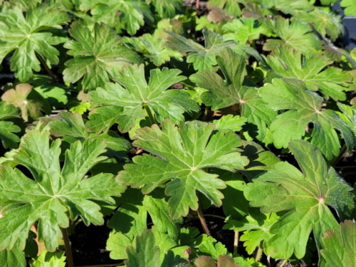 Balkan-Storchschnabel Ingwersen