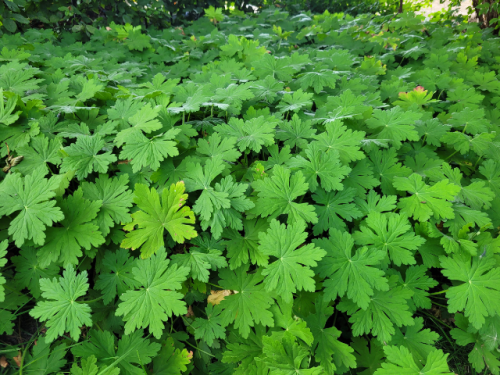 Geranium macrorrhizum "Spessart"- (Balkan-Storchschnabel "Spessart"),
