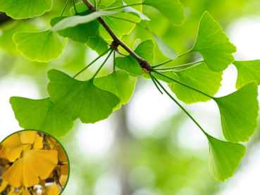 Ginkgo biloba Fächerblattbaum Ginkgobaum