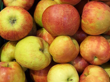 Malus Gravensteiner - Apfel Gravensteiner
