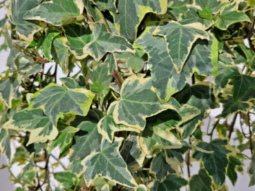 Hedera helix "Glacier" - (Silbrig weißbunter Efeu),