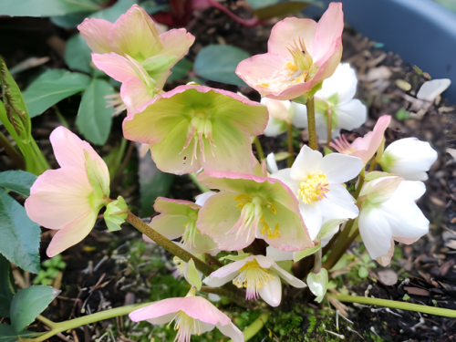 Helleborus niger - Christrose