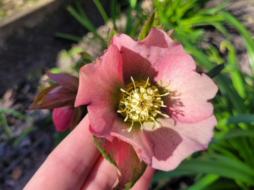Helleborus x orientalis, rot