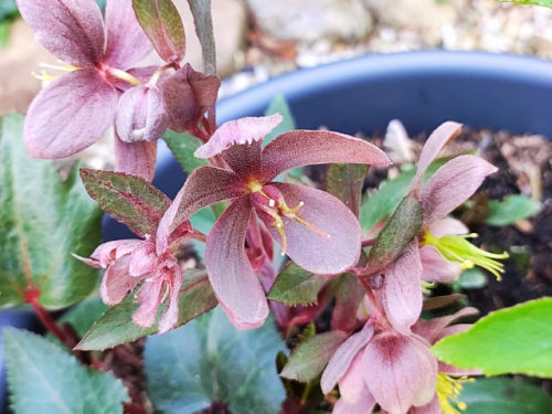 Helleborus sternii - Turrills Nieswurz