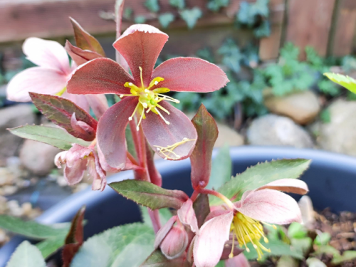 Helleborus sternii - Turrills Nieswurz