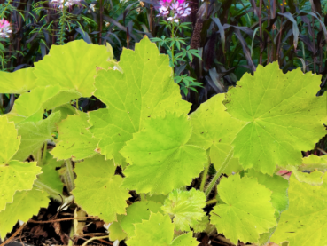 Zottiges Silberglöckchen Heuchera villosa var.macrorrhiza