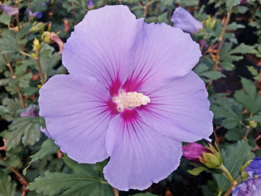 Rosen-Eibisch Blue Bird Hibiscus syriacus Blue Bird