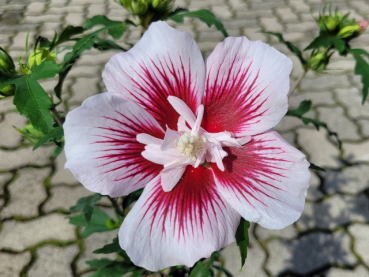 Hibiscus syriacus "Starbust Chiffon" - (Rosen-Eibisch Starbust Chiffon),