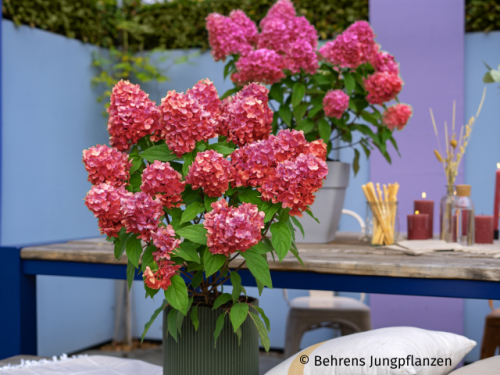 Rispenhortensie Bloody Marie ®