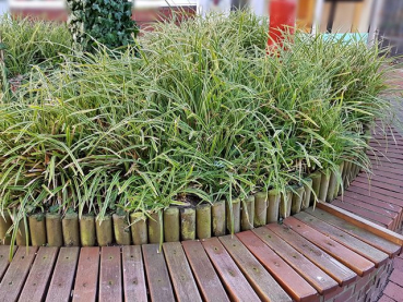Carex foliosissima Icedance