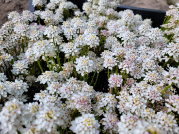 Iberis sempervirens - Hohe Schleifenblume