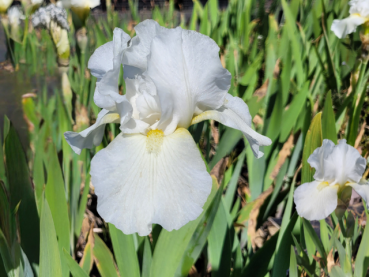 Iris barbata-media Avanelle - Mittelhohe Bart-Schwertlilie Avanelle
